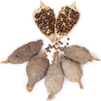 Alligator Pepper – 4 Whole Pods (Aframomum danielli) – Traditional West African Spice with Seeds Inside – Bold Peppery Flavor for Soups, Stews, Ceremonial Use & Seasoning – Freshly Packed in Resealable Bag