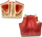 VERIMP Implant Model Maxillary Sinus Lifting Exercise Soft Gums Maxillary Sinus Lift Practice Model - Dental Implant Practice Model - Oral Simulation Implant Soft Gum Dental Material