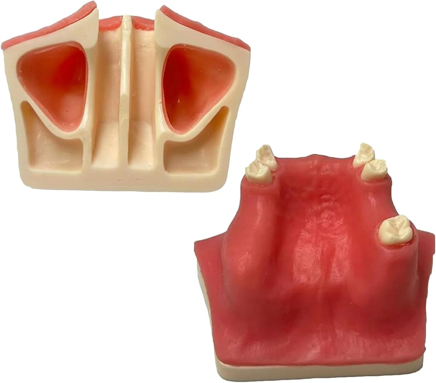 VERIMP Implant Model Maxillary Sinus Lifting Exercise Soft Gums Maxillary Sinus Lift Practice Model - Dental Implant Practice Model - Oral Simulation Implant Soft Gum Dental Material