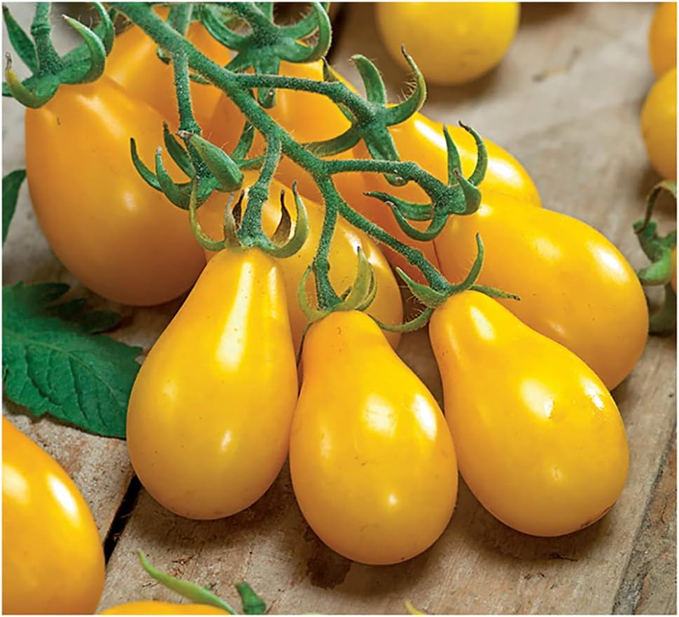 Yellow Pear Tomato Seeds - Delicious Tomatoes for Home Growing
