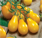 Yellow Pear Tomato Seeds - Delicious Tomatoes for Home Growing