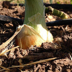 Texas Grano 1015Y Onion Seeds,Spring,Summer or Fall,Short Day! (1000)