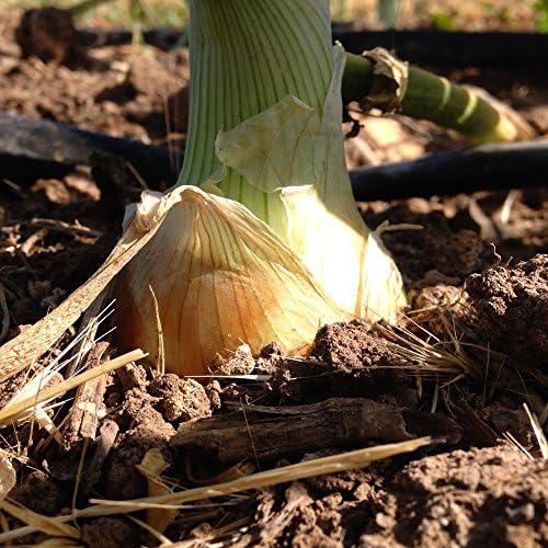 Texas Grano 1015Y Onion Seeds,Spring,Summer or Fall,Short Day! (1000)