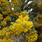 5pcs Acacia Dealbata (Golden Mimosa) Seeds – High-Germination Non-GMO Flowering Tree – Drought-Tolerant, Easy-Grow Garden Plant