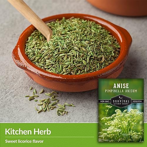 Anise Seeds for Planting - Sweet Anise Herb (Pimpinella anisum) - Culinary and Tea Garden Variety, Heirloom Non GMO - Survival Garden Seeds (1 Pack)