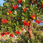 15+ Strawberry Tree Seeds (Arbutus unedo) – Exotic Fruit & Ornamental Evergreen Tree, Rare Flowering Madrone Seeds for Planting – by Jocadew