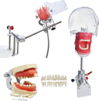 Dental Simulator Manikin Phantom Head, Dental Phantom Head, Teeth Model with Bench Mount and 32 Removable Teeth, 360-degree Adjustment for Teaching Practice Training Demonstration