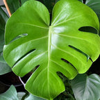 Generic 3 Monstera Deliciosa Swiss Cheese Plant Seeds, Green