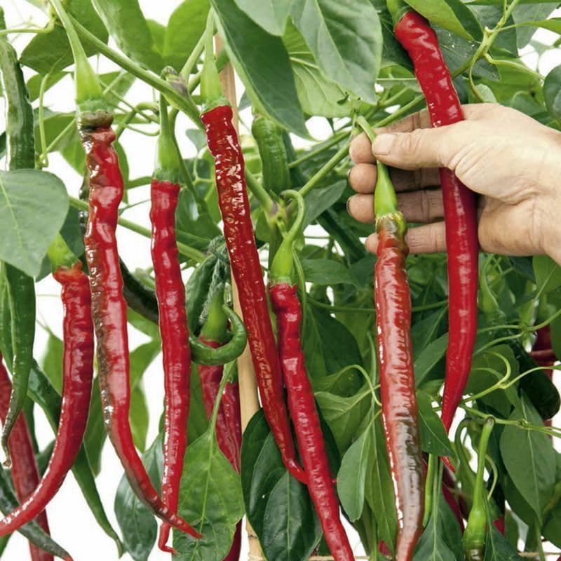 Generic Joe's Long Cayenne Hot Pepper Seeds (45 Seeds)