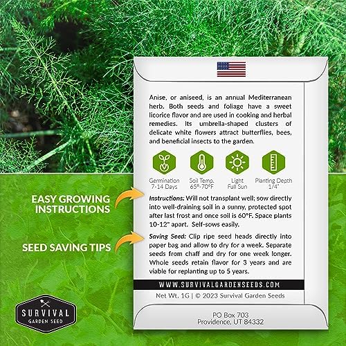 Anise Seeds for Planting - Sweet Anise Herb (Pimpinella anisum) - Culinary and Tea Garden Variety, Heirloom Non GMO - Survival Garden Seeds (1 Pack)