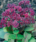 Sedum Ussuriense -Pink Beacon (100 Seed) Drought Resistant , Stonecrop , Perennial