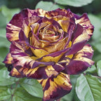 Perennial Rose Seeds 29pcs– Colorful Garden Flowers – Easy Care & Long Blooming Variety