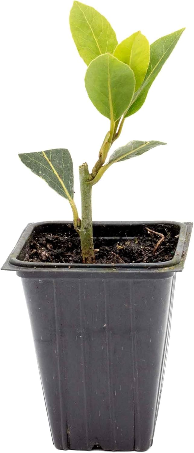 1 Bay Laurel (Laurus nobilis) – Aromatic Edible Evergreen Tree or Shrub for Hedges & Culinary Use | 3.5” Nursery Cubes, Ready-to-Plant Live Starter Plants