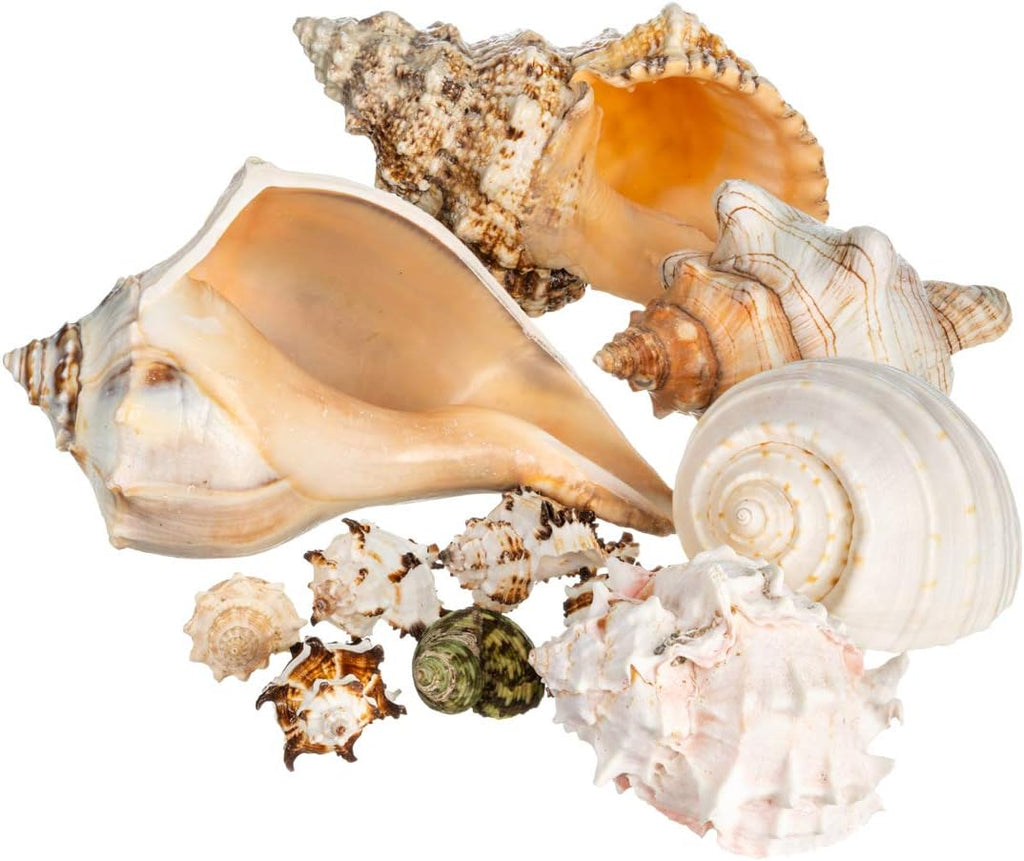 Conch Shell Decor - Seashell Decor - Imperfect 2-4" Small Sea Shells and 5-8" Large Sea Shells - Shells for Decoration - Large Seashells for Crafts - Magic Conch Shell Room Decor