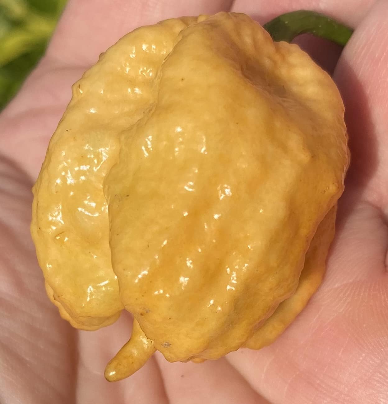 Golden Carolina Reaper HP22B Pepper Premium Seeds for Planting Packet Record Hottest in The World