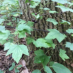 Wild Black Currant (Ribes nigrum) - Packet of 10 Seeds