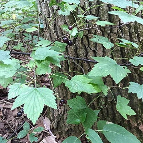 Wild Black Currant (Ribes nigrum) - Packet of 10 Seeds