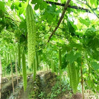 Long Bitter Melon Seeds 30pcs - Bitter Gourd Heirloom Non-GMO Bittermelon Seeds with Easy to Follow AKA. Bitter Gourd, Bitter Squash, Balsam Pear, Kyushu, Karela, Goya