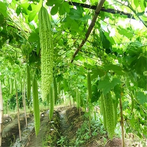 Long Bitter Melon Seeds 30pcs - Bitter Gourd Heirloom Non-GMO Bittermelon Seeds with Easy to Follow AKA. Bitter Gourd, Bitter Squash, Balsam Pear, Kyushu, Karela, Goya