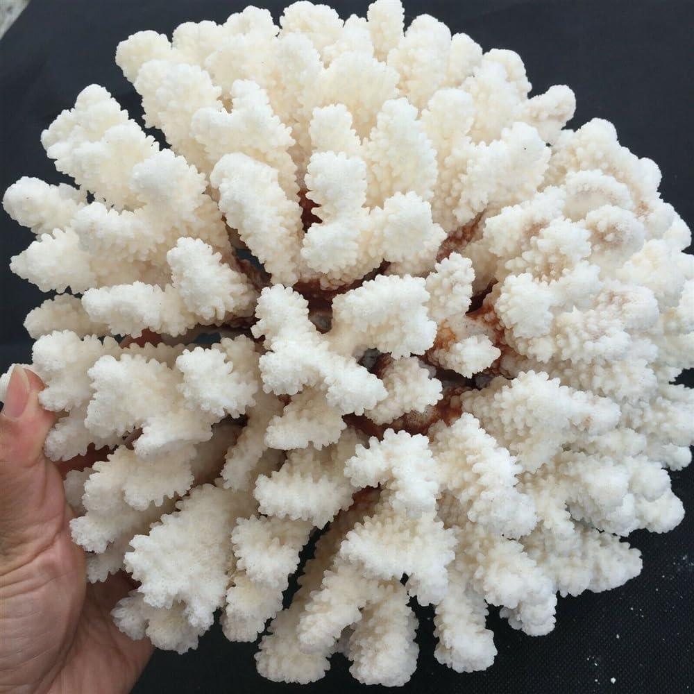 KatLin White Coral Crystal Energy Ornament Natural Beauty Home Ornaments (Size : 22-25cm)