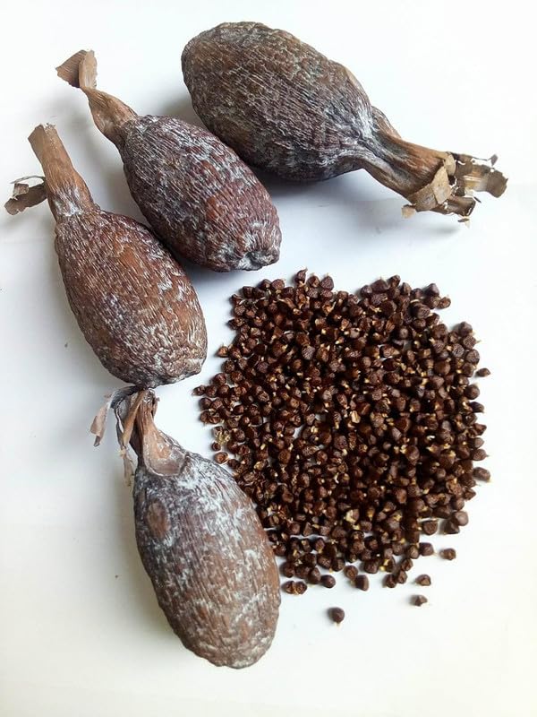 MOTHERLAND GOODS Alligator Pepper Pods African Grains of Paradise, Guinea Pepper, Famous African Spice Mbonge Spice With Citrus Notes Hepper Pepper for Cooking, Brewing Beer (6 Oz (6 Pods)