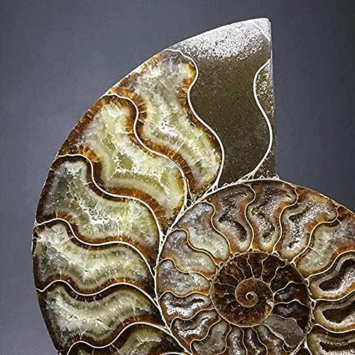 Natural Beautiful Ammonite Fossil Conch Specimen Collectibles Home Decor Gifts Ornament