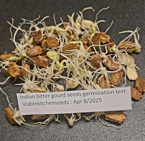 (30) Karela Indian Bitter Melon,Bitter Gourd Seeds, Balsam Pear, Ku Gua, Foo Gwah,(Kho Qua) (Treated) by Viablekitchenseeds