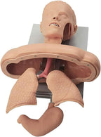 Airway Management Trainer Intubation Manikin Training Simulator Training Manikin Intubation Head Teaching Study Model Manikin