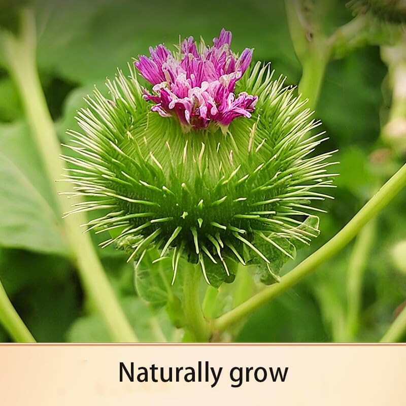 burdock root-Pure and Natural Herbal Tea -Chinese herbal medicine- 牛蒡5.29oz/150g (burdock root)