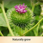 burdock root-Pure and Natural Herbal Tea -Chinese herbal medicine- 牛蒡5.29oz/150g (burdock root)