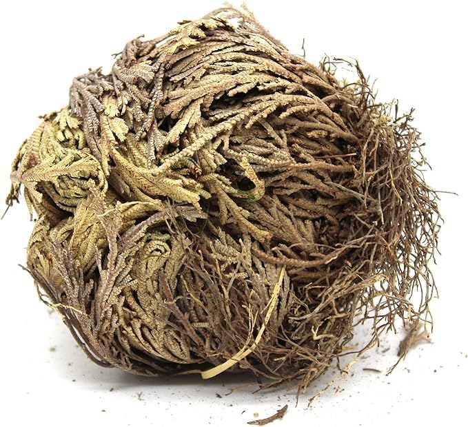 Govinda - Rose of Jericho Flower - Pack of 1