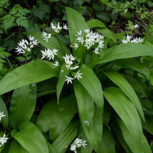 Palm Beach Medicinal Herbs - Bear's Garlic (Alium ursinum) - Packet of 10 Seeds