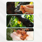 500g / 17.6oz Natural Wild Peach Gum Edible Peach Blossom Tears Tao Jiao food additives free Yunnan Premium Natural Wild, Edible Gum, Health and Beauty Leisure Dessert 滋补抗皱 桃胶