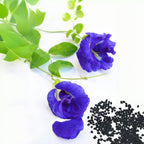 100+ Butterfly Pea Flower Seeds HOA Dau Biec Organic Clitoria Ternatea for Home Garden Blue Butterfly Pea Asian Pigeonwings Tropical Vine Plant Perfect for Tea, Landscaping, and Decorations