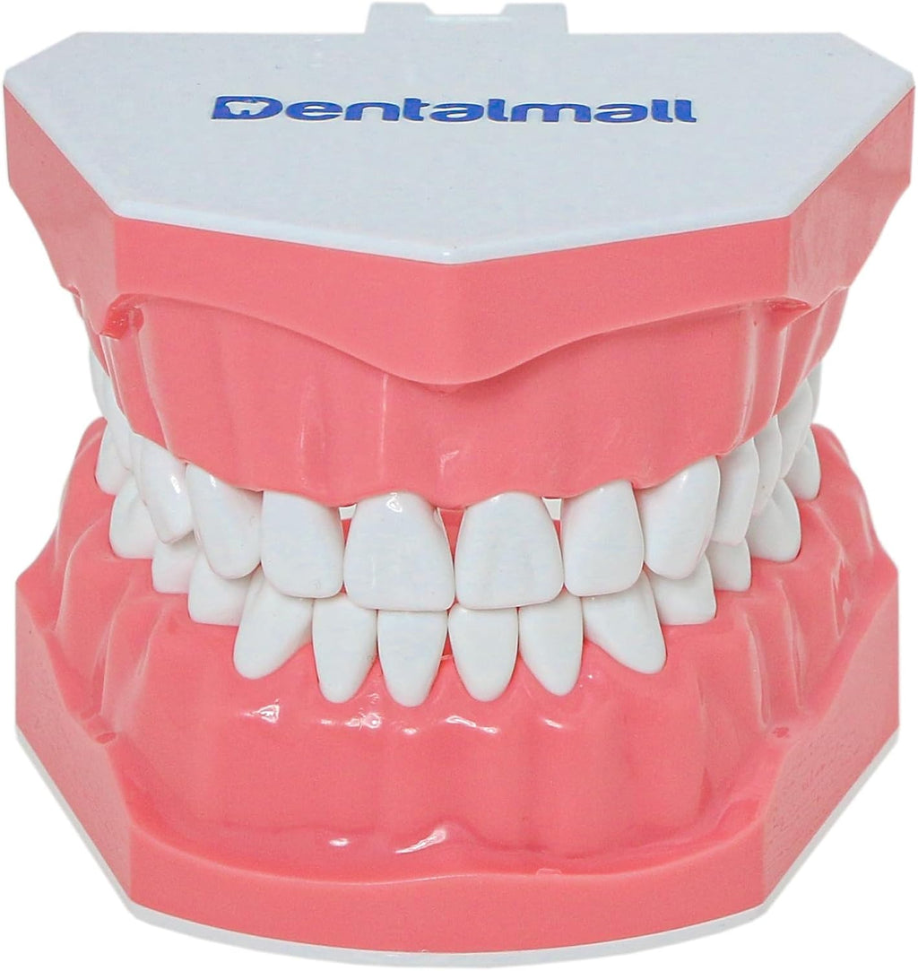 Dental Model Brushing Flossing Practice Teeth Typodonts Mode Gingiva Visible Anatomic Demonstration Teaching Studying Standard Size