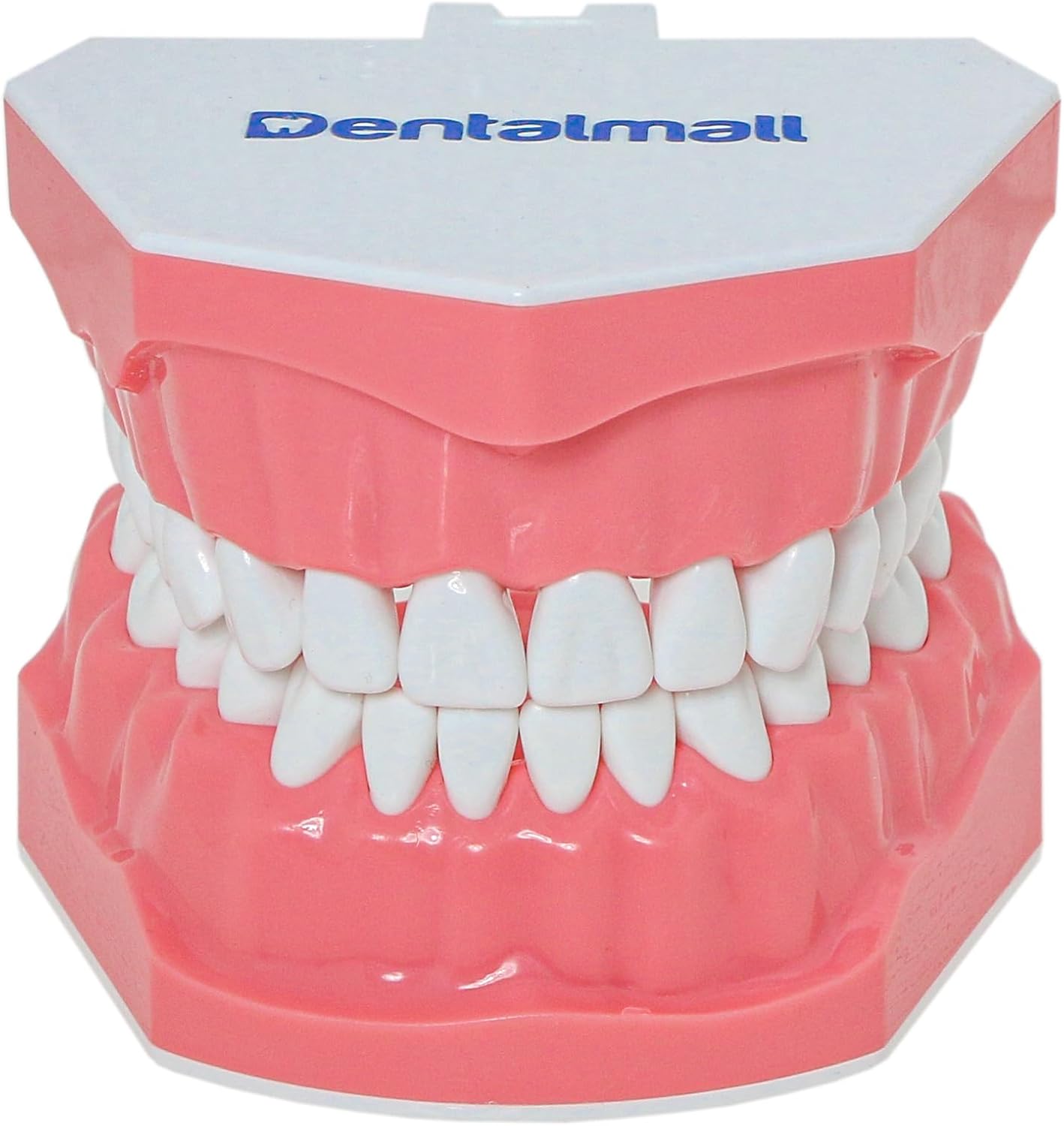 Dental Model Brushing Flossing Practice Teeth Typodonts Mode Gingiva Visible Anatomic Demonstration Teaching Studying Standard Size