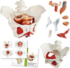 Female Pelvis Model with Pelvic Floor Muscles Perineal Model Female Anatomy Model 1:1 Life Size Human Skeleton Medical Science Educational Equipment Anatomy Medicine