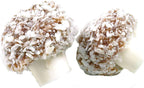 Taveners Coconut Mushrooms 500 Gram Bag (1/2 Kilo)