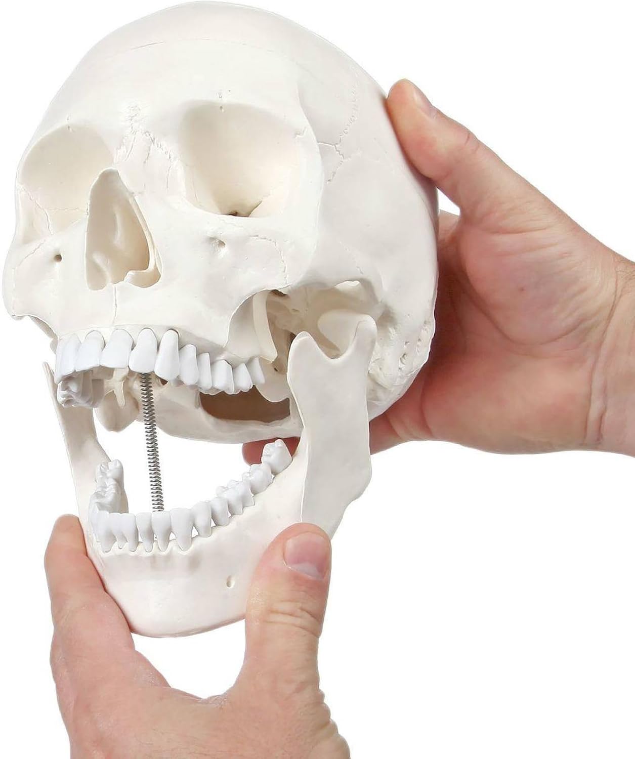 Axis Scientific Human Skull Model for Anatomy Life Size, 3-Part Anatomy Skull Includes Skull Cap with External and Interior Structures, Includes Detailed Product Manual, Skull for Anatomy