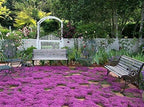 Breckland Creeping Thyme Seeds - 500+ Seeds - Amazing Ground Cover, Like an Aromatic Land Carpet