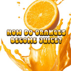 How Do Oranges Become Juice?