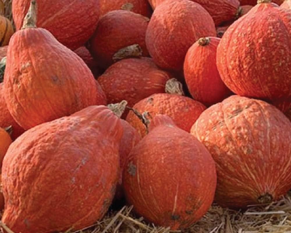 Golden Hubbard Winter Squash Seeds - great for canning and freezing.!!!!(25 - Seeds)