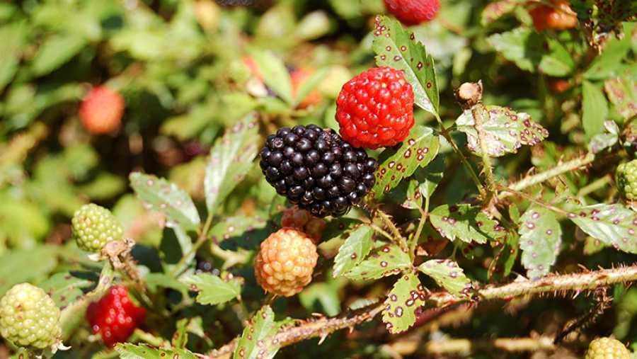 Generic 100pcs Dewberry Fruit Seeds