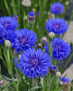 Pure Blue Cornflower Petals, 100% Natural Centaurea Cyanus, Dried Herbal Flowers, Grown in Germany, for Tea Blends, Cupcakes, Lattes, Bath Products, Gifts, Crafts