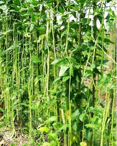 30+ Seeds Snake Oriental Yard Long Pole Bean Seed for Planting Green Noodle Beans Heirloom Non-GMO Vegetable Seeds