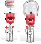 Mouth Simulator Phantom Head Teaching Head Model Fix on Table Replaceable Typodont Tooth Model 360-Degree Adjustment for Dentists & Dental Assistants and Hygienists