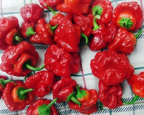 30 Red Jamaican Scotch Bonnet Seeds Super Hot Pepper Heirloom Non-GMO Super Hot, HARLEY SEEDS, Capsicum annuum, US Grown