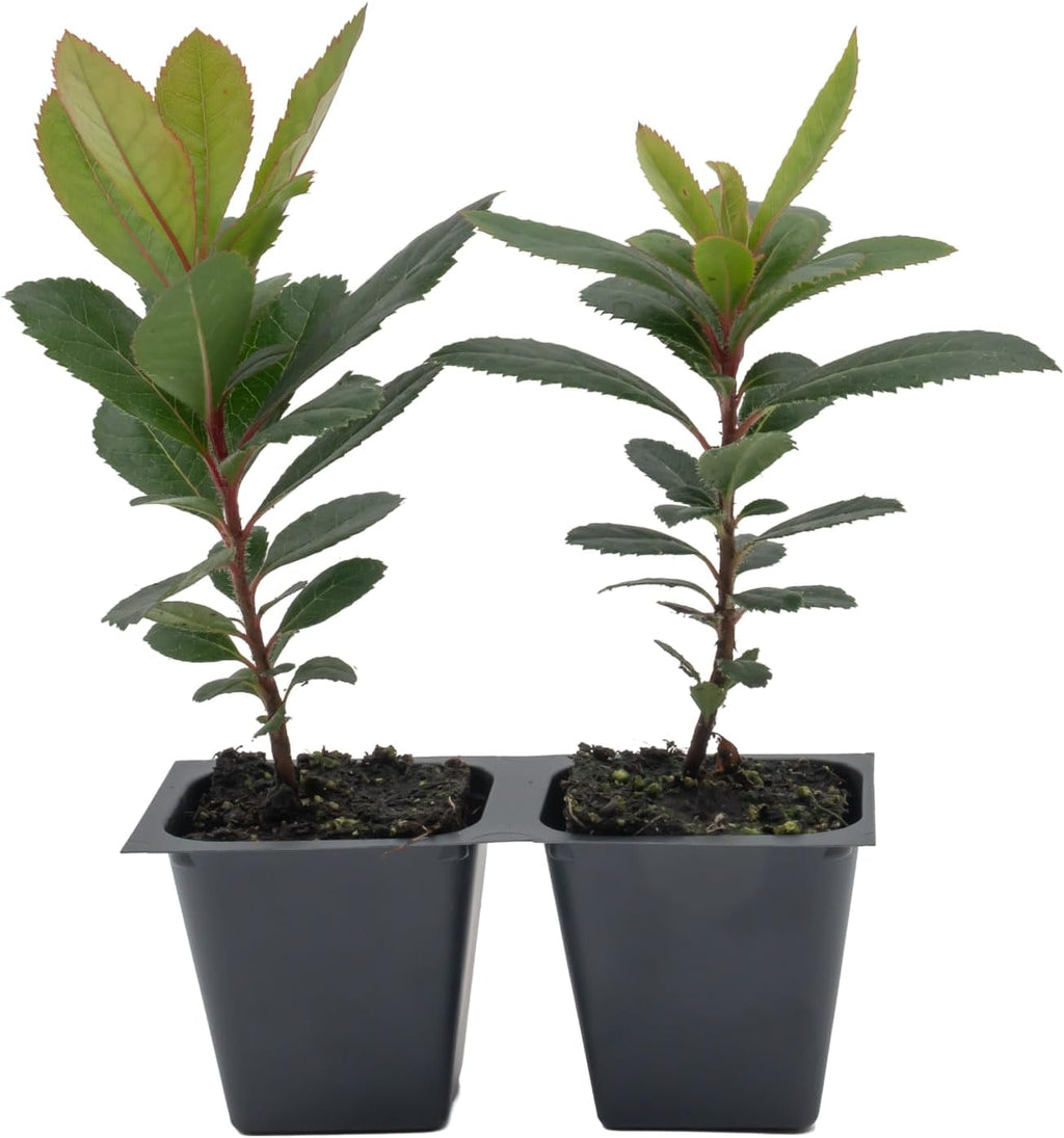 2 Arbutus Unedo Live Strawberry Tree Plants – Sweet Resilient Beauty, Thriving in 2.5" Nursery Cubes