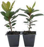 2 Arbutus Unedo Live Strawberry Tree Plants – Sweet Resilient Beauty, Thriving in 2.5" Nursery Cubes