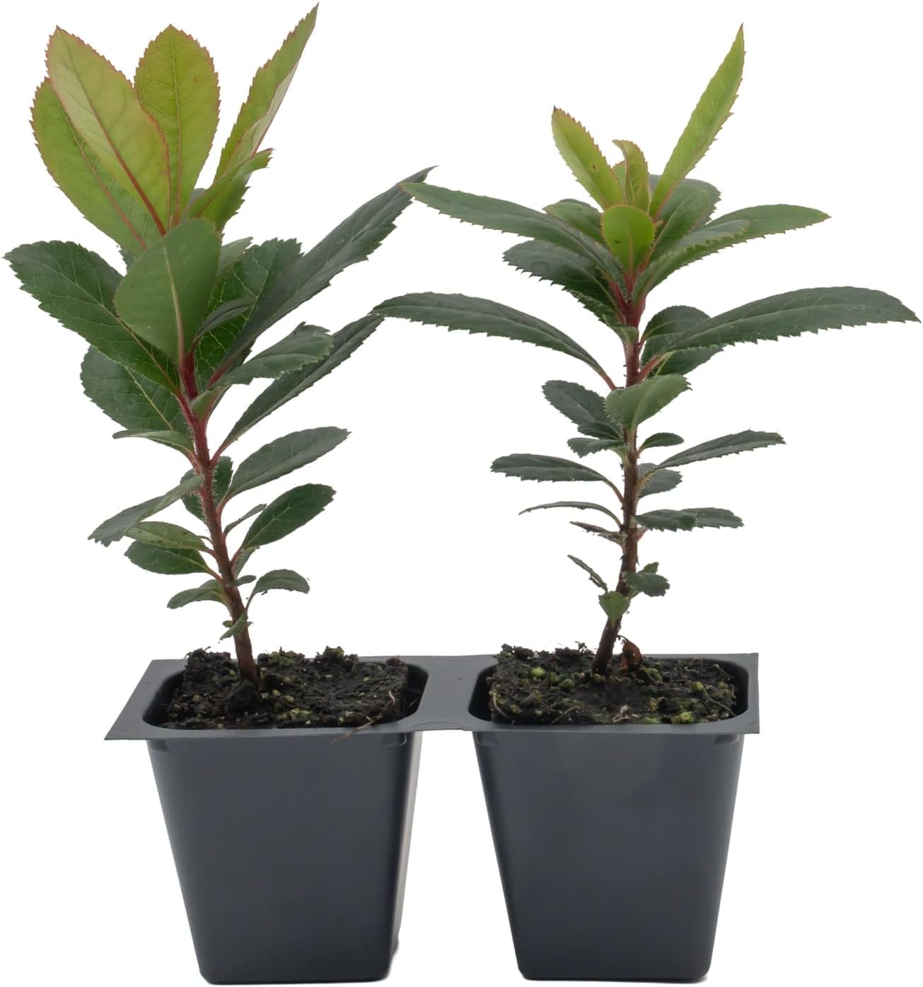 2 Arbutus Unedo Live Strawberry Tree Plants – Sweet Resilient Beauty, Thriving in 2.5" Nursery Cubes
